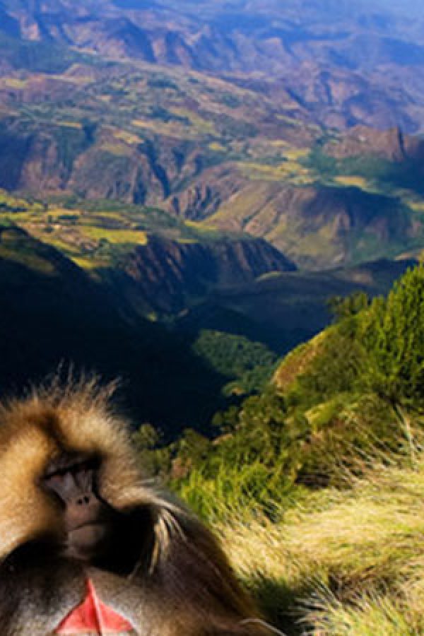 GEECH ABYSS AT THE SIMIEN MOUNTAINS NATIONAL PARK